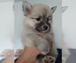 Small Photo #51 Pomsky Puppy For Sale in LOVELAND, CO, USA