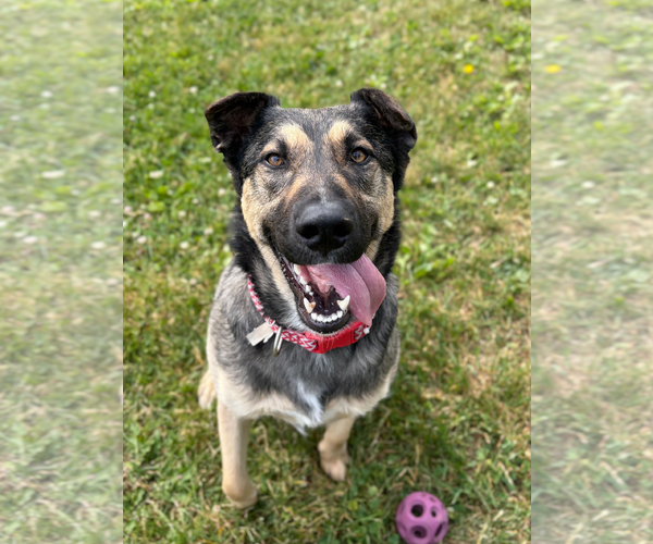 Medium Photo #4 German Shepherd Dog-Unknown Mix Puppy For Sale in Jefferson, WI, USA