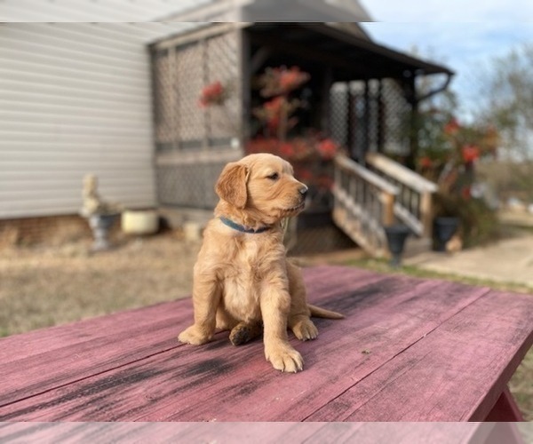 Medium Photo #10 Golden Retriever Puppy For Sale in SANFORD, NC, USA