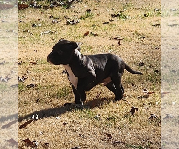 Medium Photo #2 American Pit Bull Terrier Puppy For Sale in GLN ALLN, VA, USA