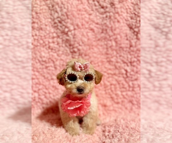 Medium Photo #3 Poodle (Toy) Puppy For Sale in REDLANDS, CA, USA