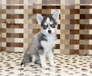 Pomsky Puppy for sale in DENVER, PA, USA