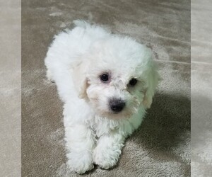 Bichon Frise Puppy for sale in STAFFORD SPRINGS, CT, USA