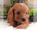Small #1 Cavapoo