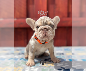French Bulldog Puppy for sale in SACRAMENTO, CA, USA