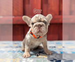 Small French Bulldog