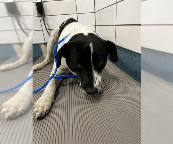 Medium Photo #1 German Shorthaired Pointer-Unknown Mix Puppy For Sale in Pearland, TX, USA