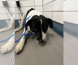 German Shorthaired Pointer-Unknown Mix Dogs for adoption in Pearland, TX, USA