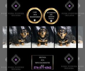 Dachshund Puppy for sale in WARSAW, IN, USA