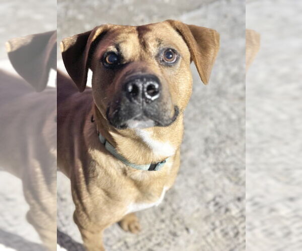 Medium Photo #4 Mutt Puppy For Sale in Evansville, IN, USA