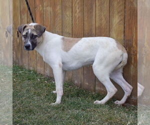 Halo - Female American Staffordshire Terrier-Labrador Retriever Mix Dog for Adoption - Photo #6