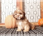 Small Photo #3 Shih Tzu Puppy For Sale in MOUNT VERNON, OH, USA