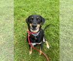 Small #1 Doberman Pinscher-Eurasier Mix