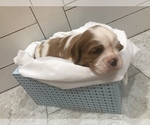 Small Photo #4 Cavalier King Charles Spaniel Puppy For Sale in STE GENEVIEVE, MO, USA
