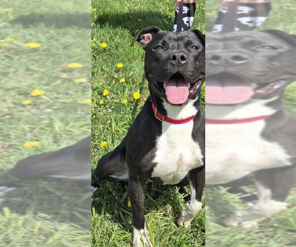 Medium Photo #2 American Pit Bull Terrier-Unknown Mix Puppy For Sale in Oskaloosa, IA, USA