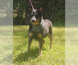 260344  Bama - Female Mutt Dog for Adoption - Photo #3