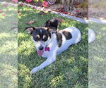 Small #6 Chihuahua Mix