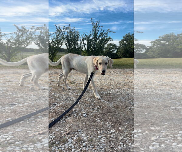 Medium Photo #4 Labrador Retriever-Unknown Mix Puppy For Sale in Macon, MO, USA