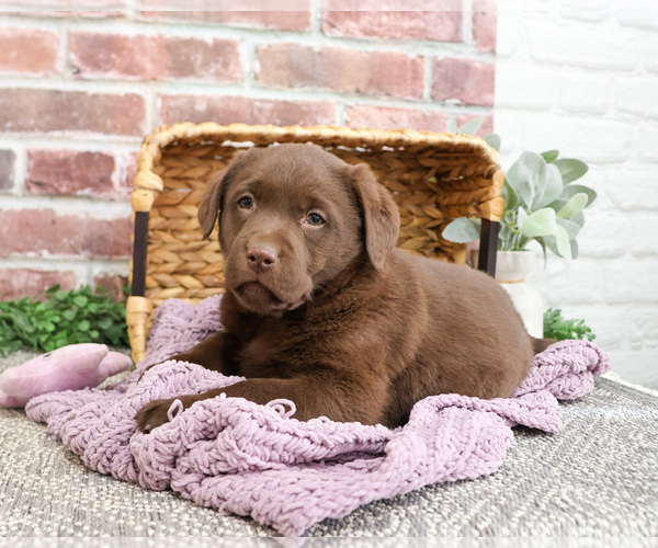 Medium Photo #4 Labrador Retriever Puppy For Sale in SYRACUSE, IN, USA