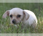 Small #8 Chihuahua