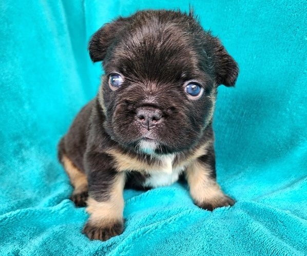 Medium Photo #1 French Bulldog Puppy For Sale in LAS VEGAS, NV, USA