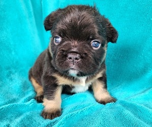 French Bulldog Puppy for sale in LAS VEGAS, NV, USA