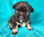 Small French Bulldog