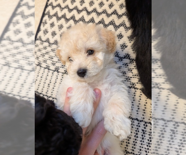 Medium Photo #9 Aussie-Poo Puppy For Sale in CICERO, NY, USA
