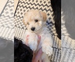 Puppy Nacho Aussie-Poo