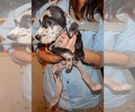 Small Photo #5 Great Dane Puppy For Sale in SPRAGGS, PA, USA