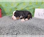 Small Photo #3 Bernese Mountain Dog Puppy For Sale in BLACK FOREST, CO, USA