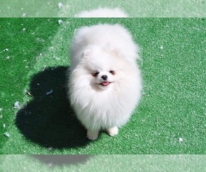 Mother of the Pomeranian puppies born on 02/02/2024