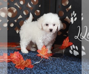 Bichpoo Puppy for Sale in MOUNT VERNON, Ohio USA