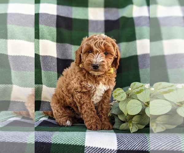 Medium Photo #6 Goldendoodle (Miniature) Puppy For Sale in OXFORD, PA, USA