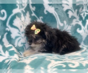 Australian Shepherd-Poodle (Toy) Mix Puppy for sale in LAKELAND, FL, USA