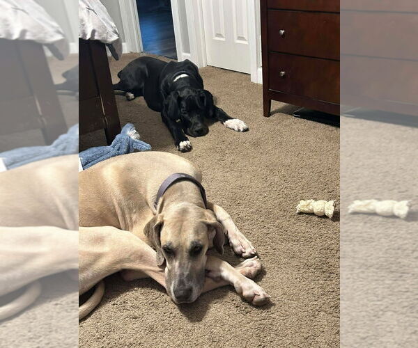 Medium Photo #2 Great Dane Puppy For Sale in Bullard, TX, USA