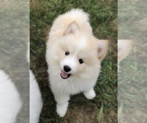 Pomsky Puppy for sale in SAVOY, MA, USA