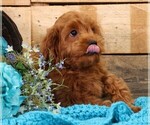 Small #9 Cavapoo