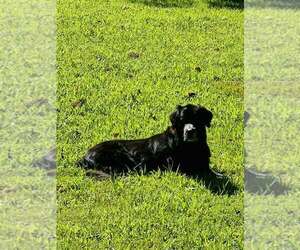 Vader - coming soon! - Male Mutt Dog for Adoption