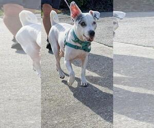 Jack Russell Terrier-Unknown Mix Dogs for adoption in Pompano Beach , FL, USA
