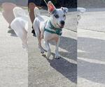 Small Jack Russell Terrier Mix