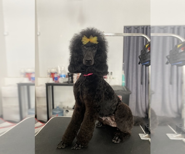 Medium Photo #1 Poodle (Standard) Puppy For Sale in BAKERSFIELD, CA, USA