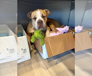 Bulldog-Unknown Mix Dogs for adoption in Grand Prairie, TX, USA