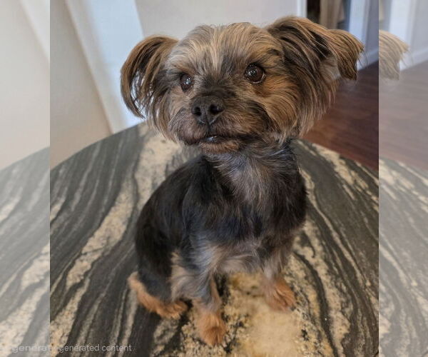 Medium Photo #5 Mutt Puppy For Sale in St. Louis Park, MN, USA
