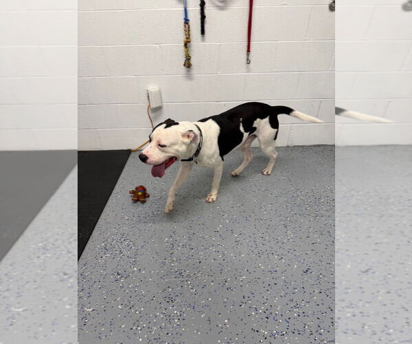 Medium Photo #3 American Staffordshire Terrier Puppy For Sale in Pierceton , IN, USA