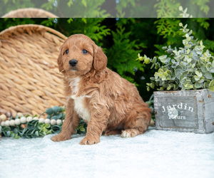 Medium Cavapoo