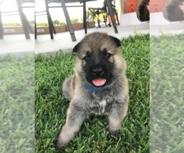 Medium Photo #4 German Shepherd Dog Puppy For Sale in ROSHARON, TX, USA