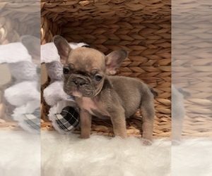French Bulldog Puppy for Sale in CHANNELVIEW, Texas USA