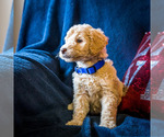 Small Photo #5 Goldendoodle Puppy For Sale in WAKARUSA, IN, USA