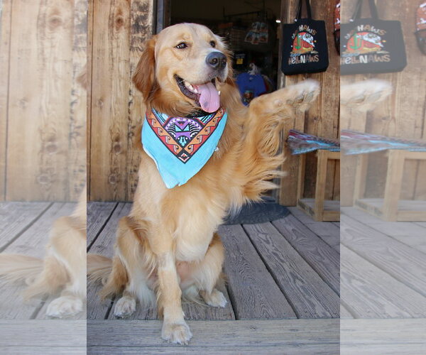 Medium Photo #2 Golden Retriever Puppy For Sale in Glendale , AZ, USA